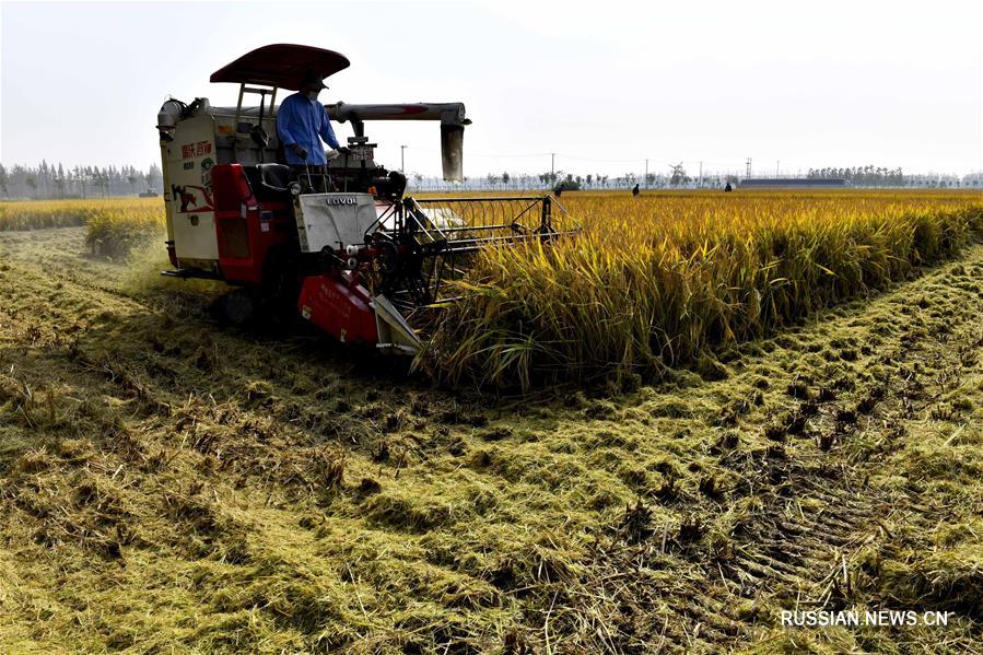 Уборка риса в "водном краю к северу от Янцзы"