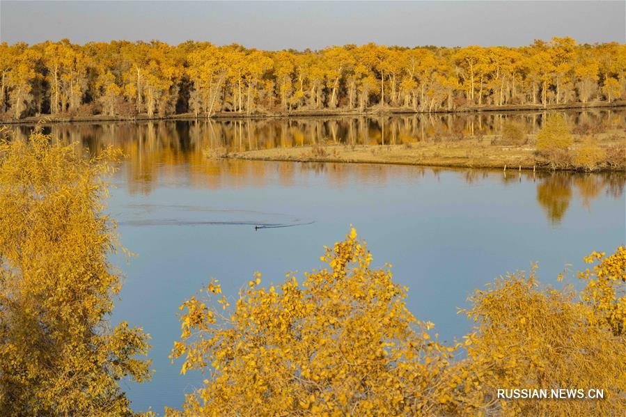 Золотая осень в рощах евфратских тополей на северо-западе Китая