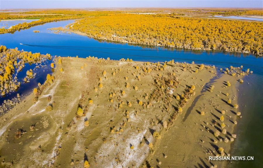 Золотая осень в рощах евфратских тополей на северо-западе Китая