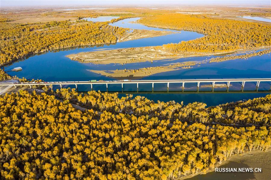 Золотая осень в рощах евфратских тополей на северо-западе Китая