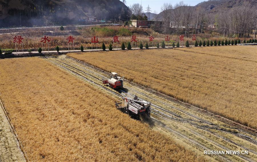 Уборка урожая поливного риса на северо-западе Китая