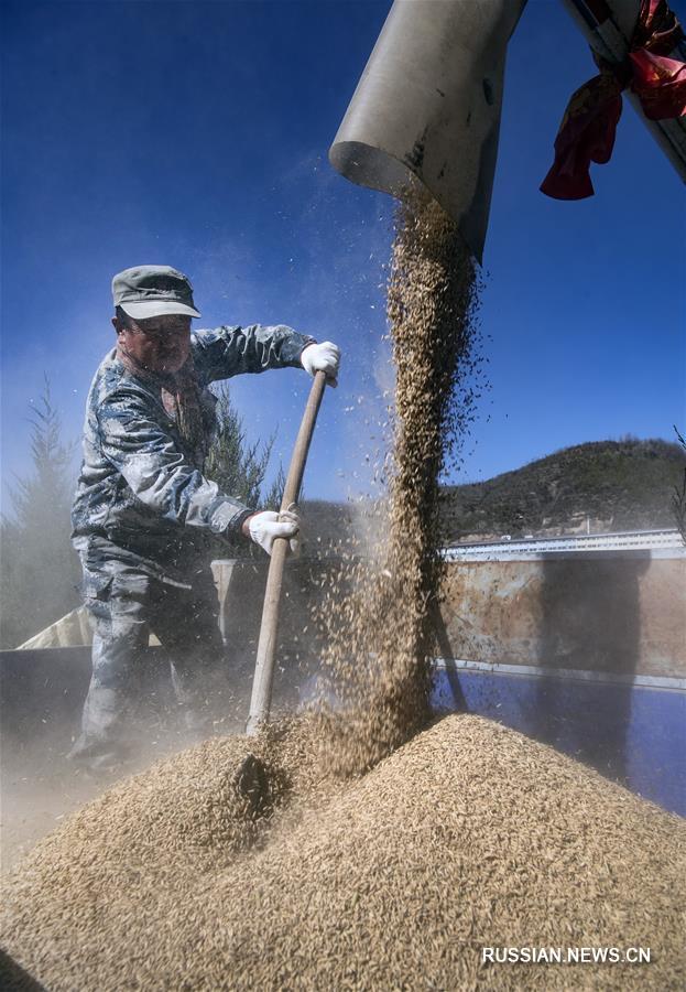 Уборка урожая поливного риса на северо-западе Китая
