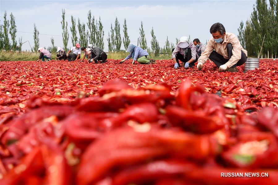 Сбор урожая на склонах Тянь-Шаня