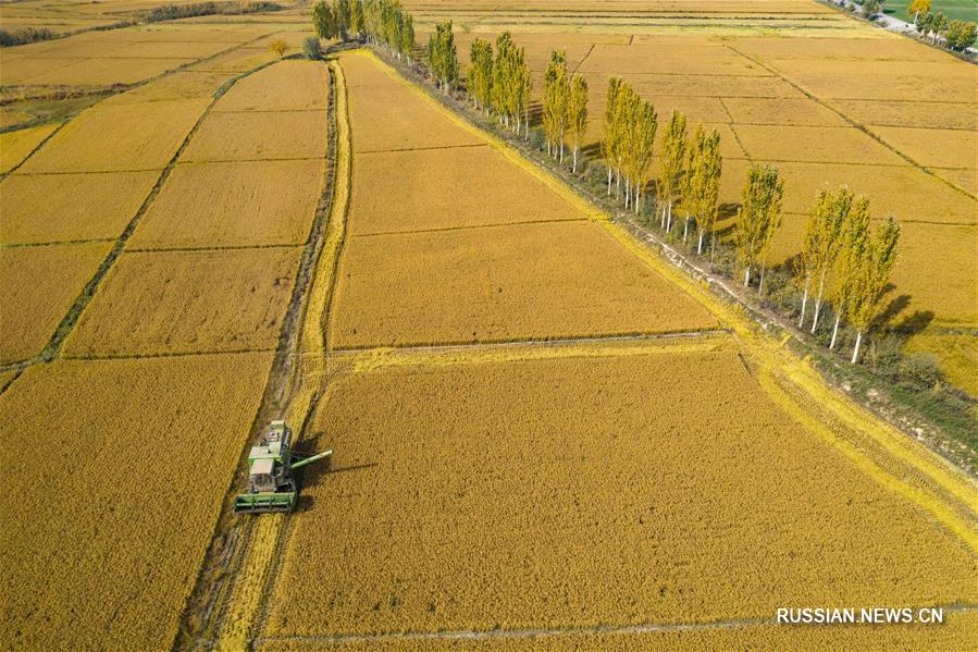 Сбор урожая на склонах Тянь-Шаня