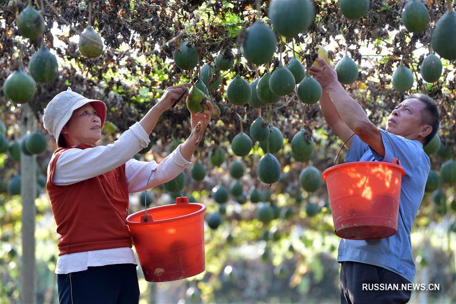 Выращивание трихозанта приносит дополнительный доход фермерам из Фучжоу