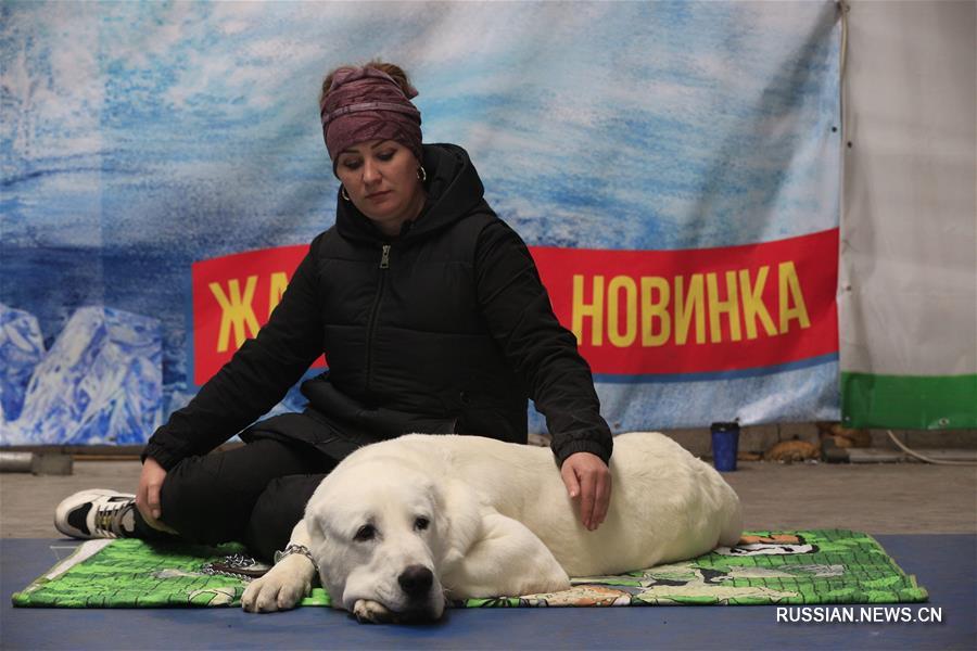 20-я Национальная выставка собак всех пород "Золото Востока" в Бишкеке