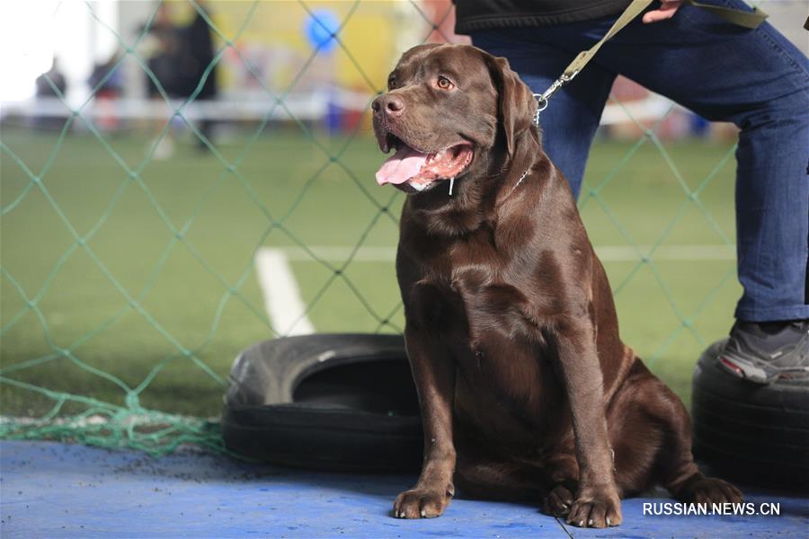 20-я Национальная выставка собак всех пород "Золото Востока" в Бишкеке