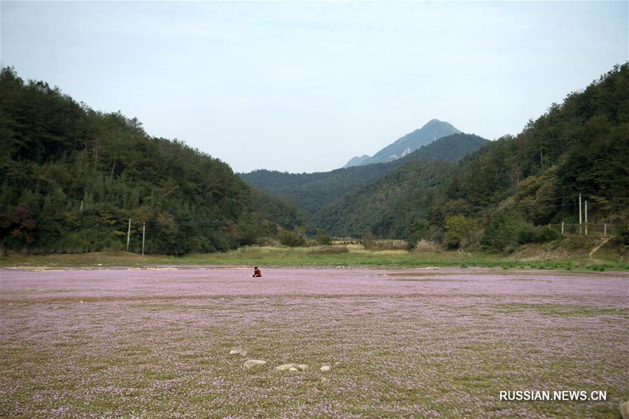 Поля цветущего горца в уезде Чжуцзи на востоке Китая 