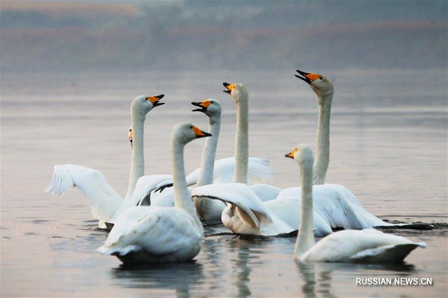 Лебеди на озере в уезде Жунчэн