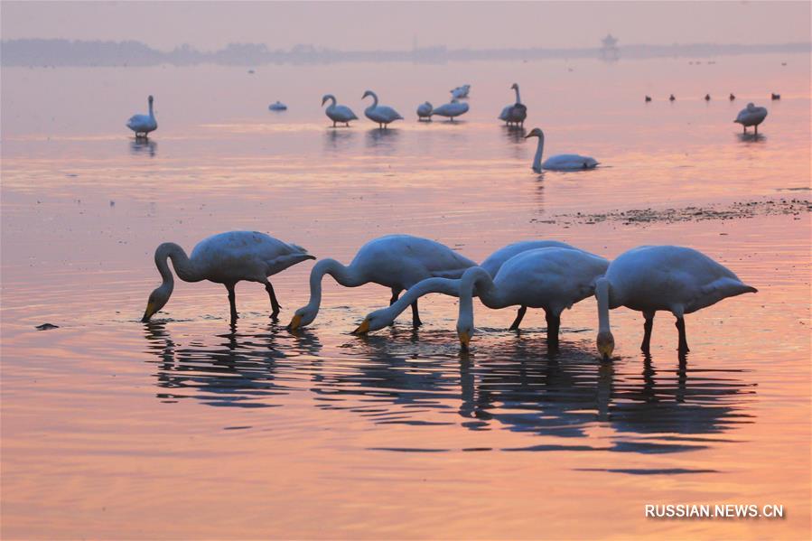 Лебеди на озере в уезде Жунчэн