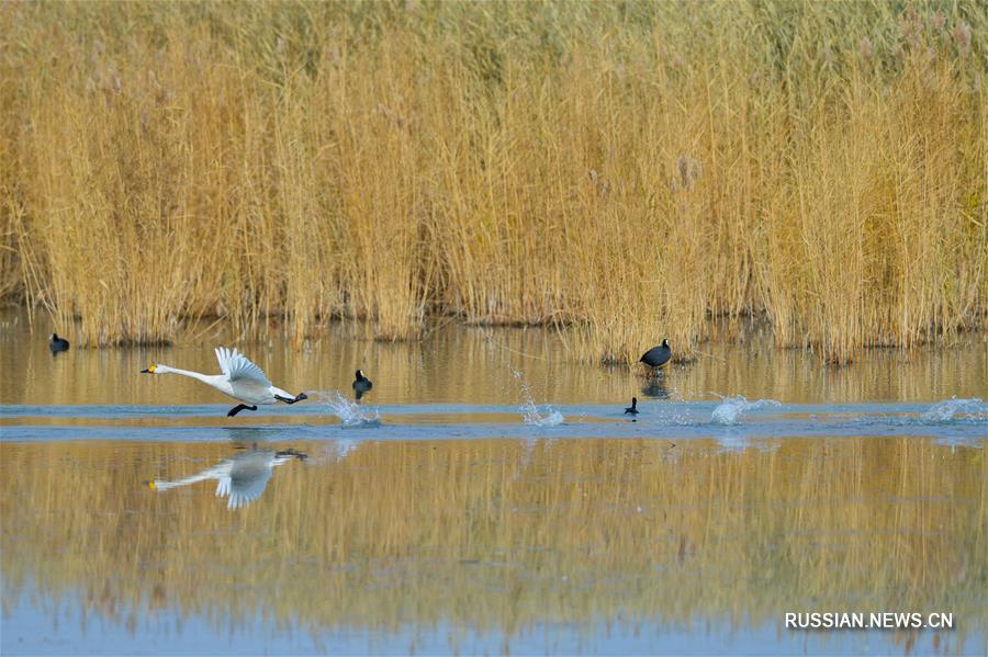 Лебеди на осеннем озере Улан-Сухай