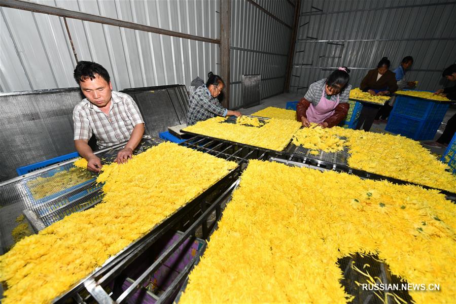 Выращивание элитных хризантем для борьбы с бедностью в деревне Цзиньси