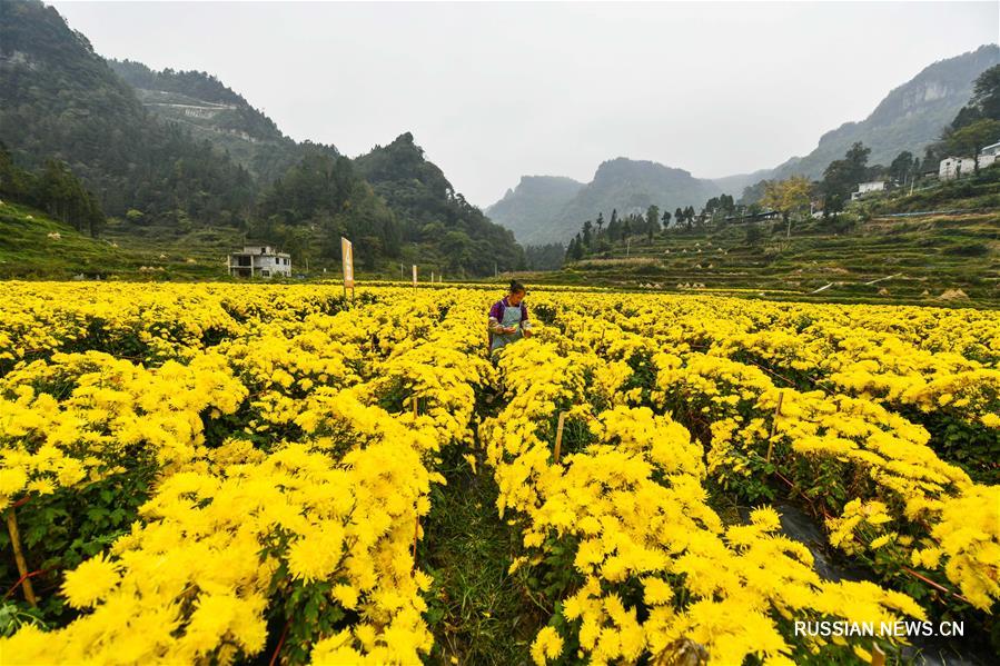 Выращивание элитных хризантем для борьбы с бедностью в деревне Цзиньси