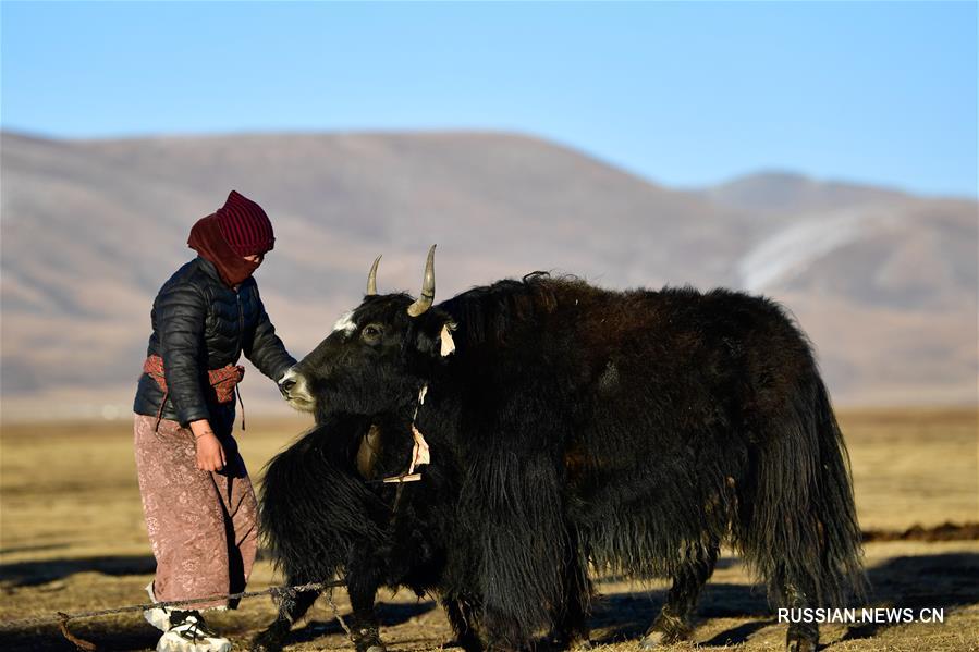 Идиллическая жизнь пастухов в провинции Цинхай