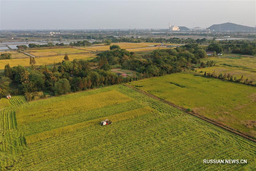 Уборка урожая поливного риса в провинции Чжэцзян