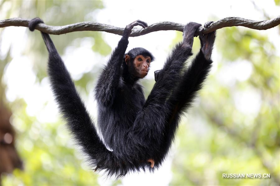 "Месяц научно-популярных знаний" в гуанчжоуском зоопарке посвящен приматам