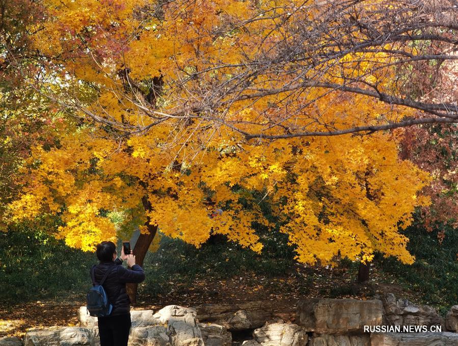 Чарующие осенние краски парка Юаньминъюань
