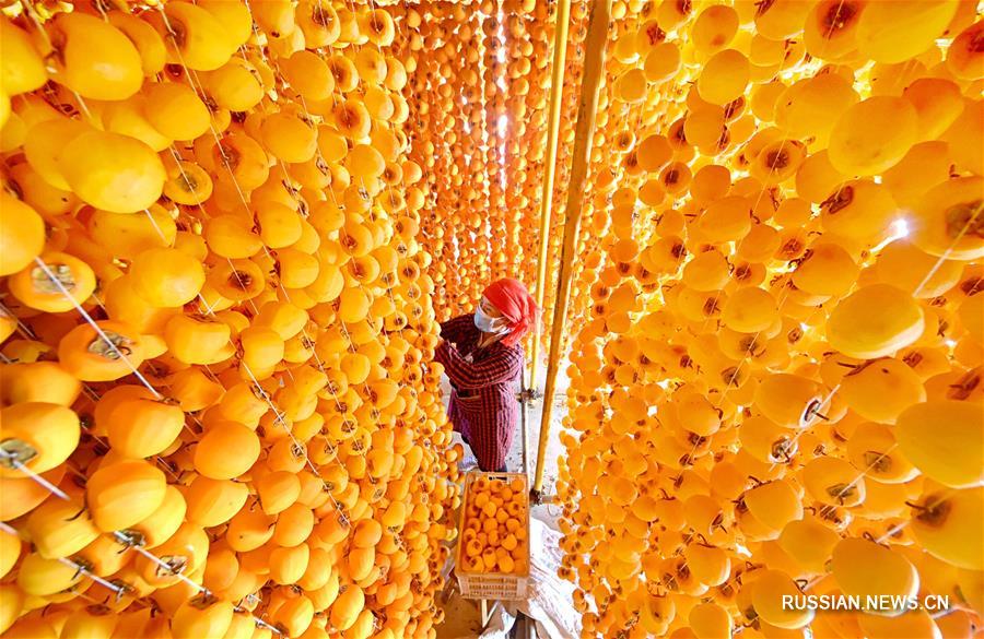 Обработка хурмы в уезде Июань