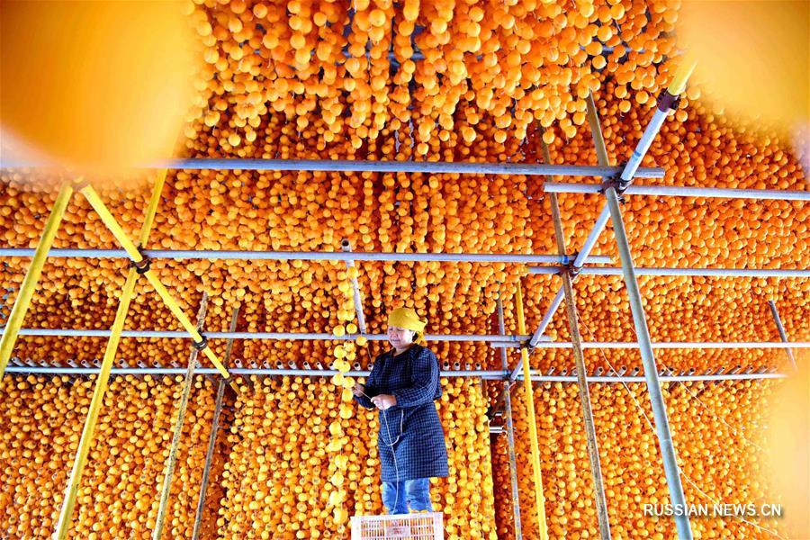 Обработка хурмы в уезде Июань