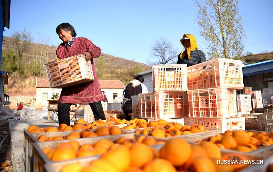 Обработка хурмы в уезде Июань