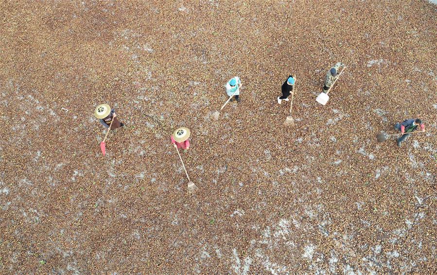 Сбор масличной камелии приносит дополнительный доход фермерам из Гуйчжоу