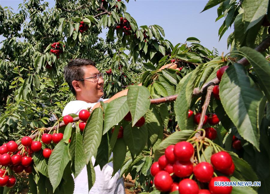Черешня принесла благосостояние фермерам в провинции Хэбэй