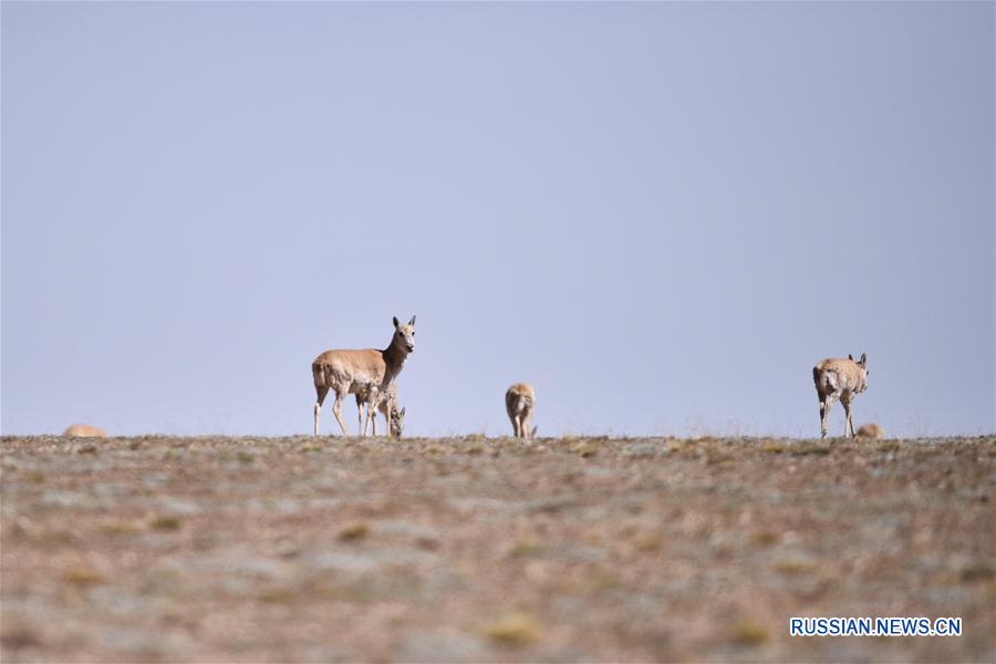 У тибетских антилоп в заповеднике на северо-западе Китая начался период размножения