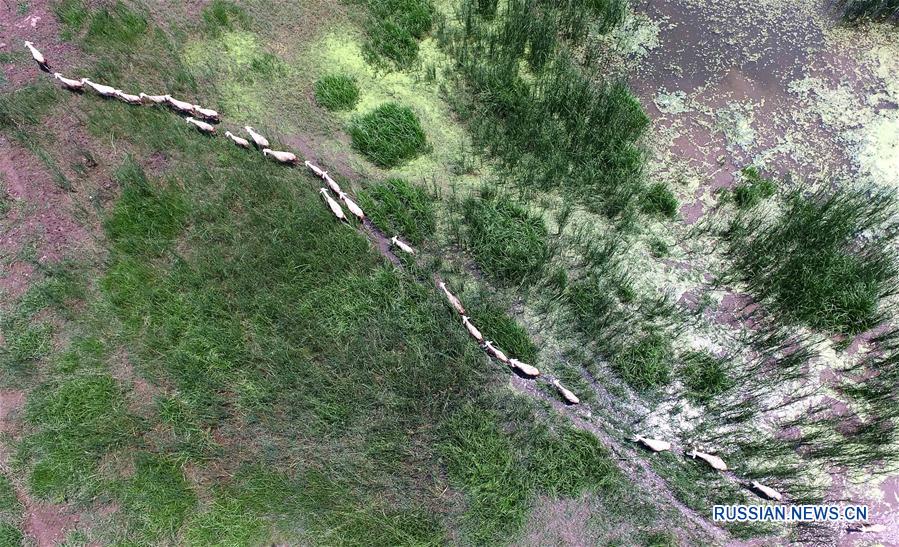 Строящийся парк водно-болотных угодий реки Чаобайхэ в Тяньцзине