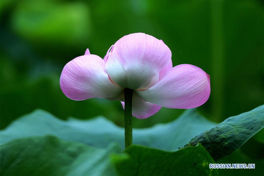 Цветок лотоса в одном из прудов Циндао