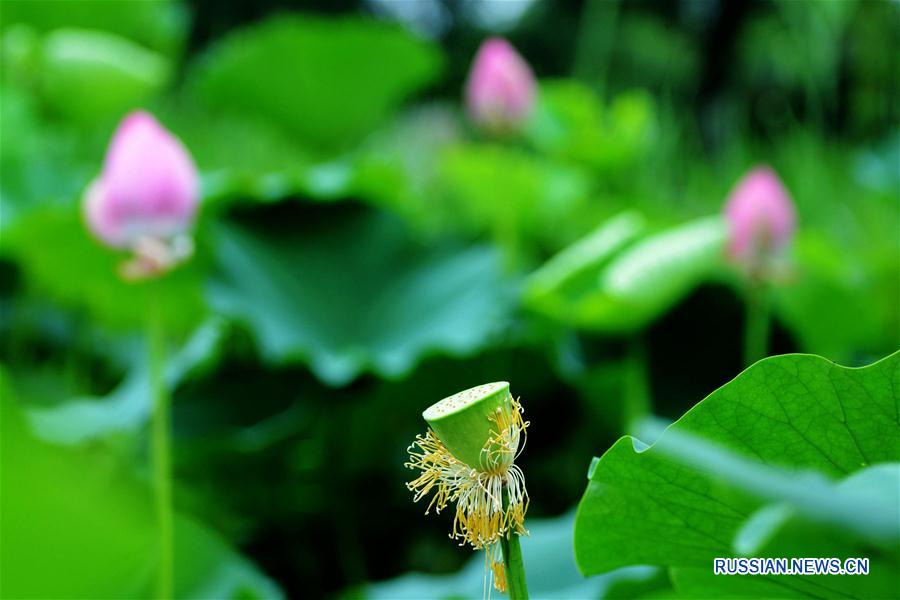 Цветок лотоса в одном из прудов Циндао