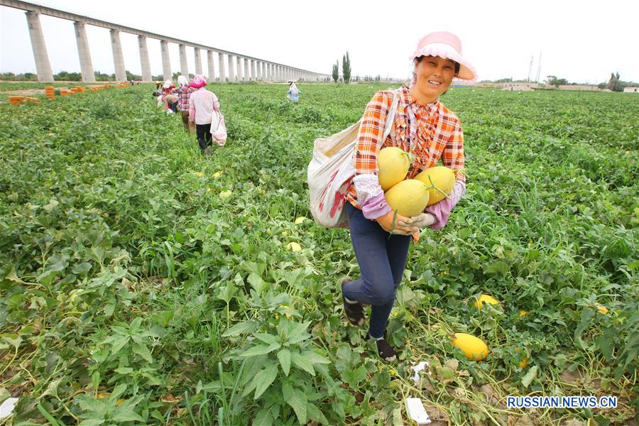 Сбор урожая медовых дынь в Синьцзяне