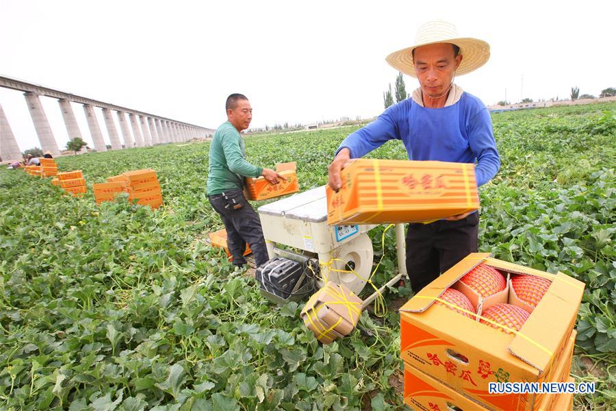 Сбор урожая медовых дынь в Синьцзяне