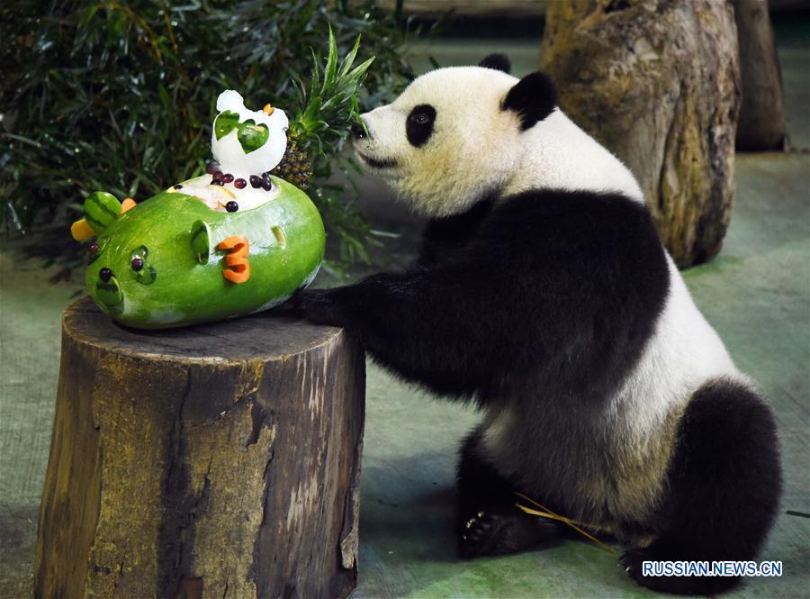 #CHINA-TAIPEI-GIANT PANDA-BIRTHDAY (CN) 