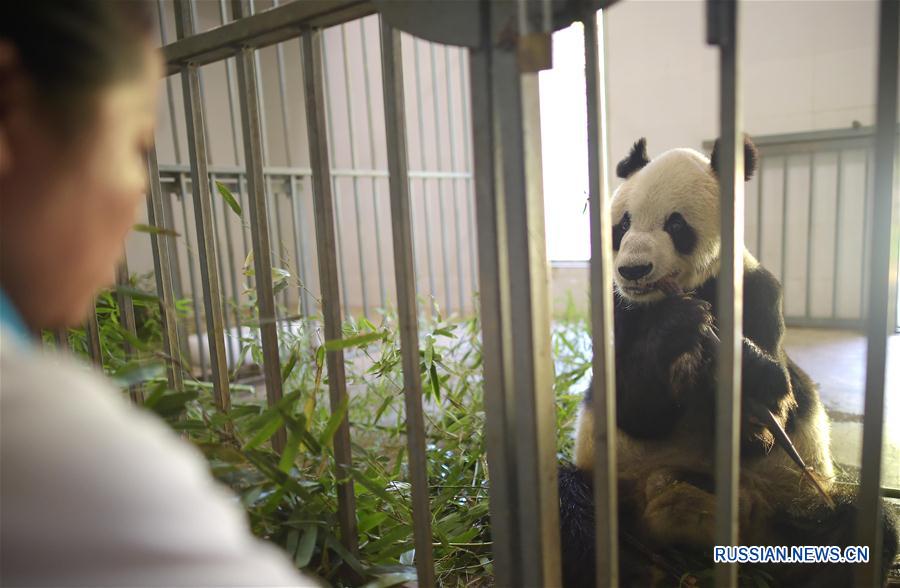 （社会）（2）走进“熊猫养老院”