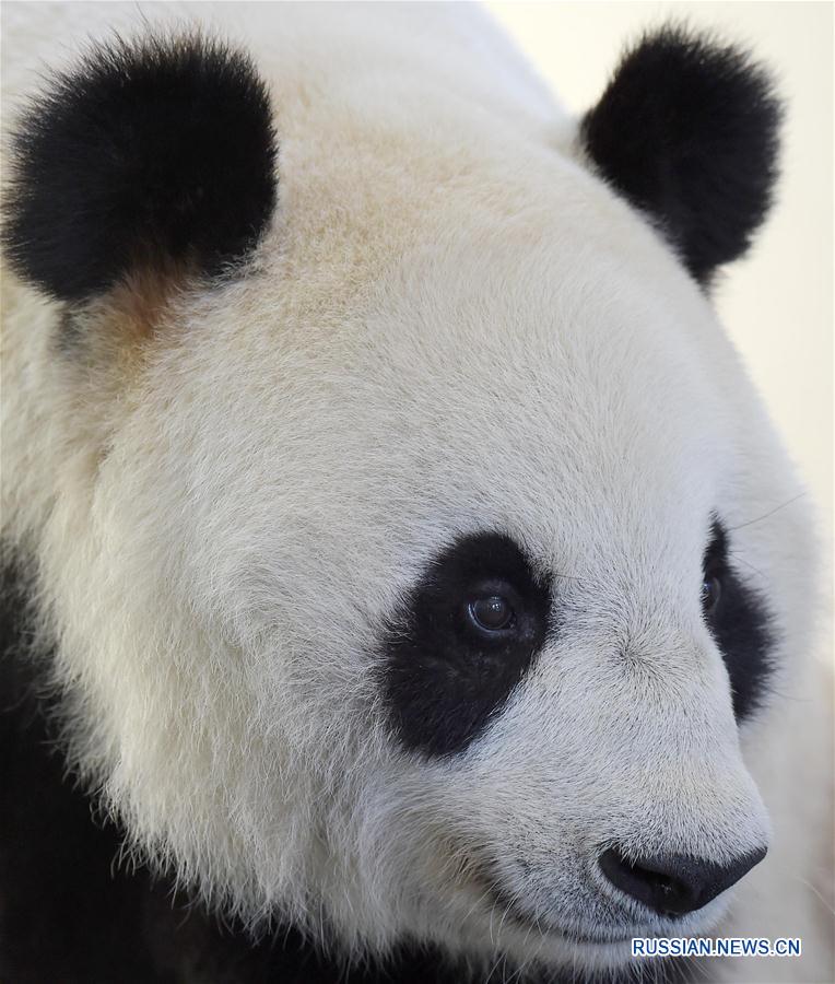 （社会）（3）走进“熊猫养老院”