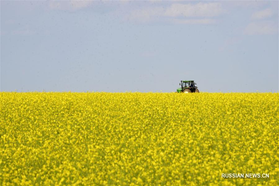 Золотые рапсовые поля во Внутренней Монголии 