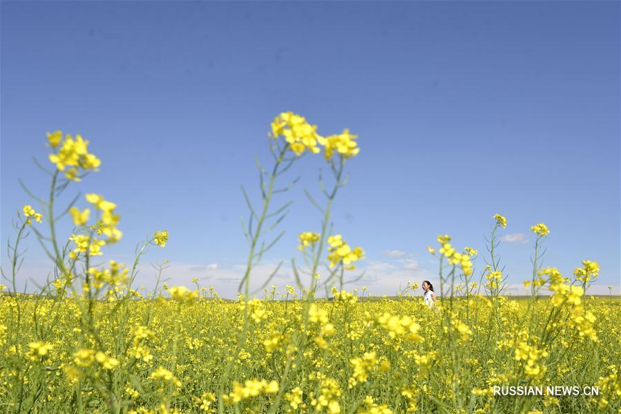 Золотые рапсовые поля во Внутренней Монголии 