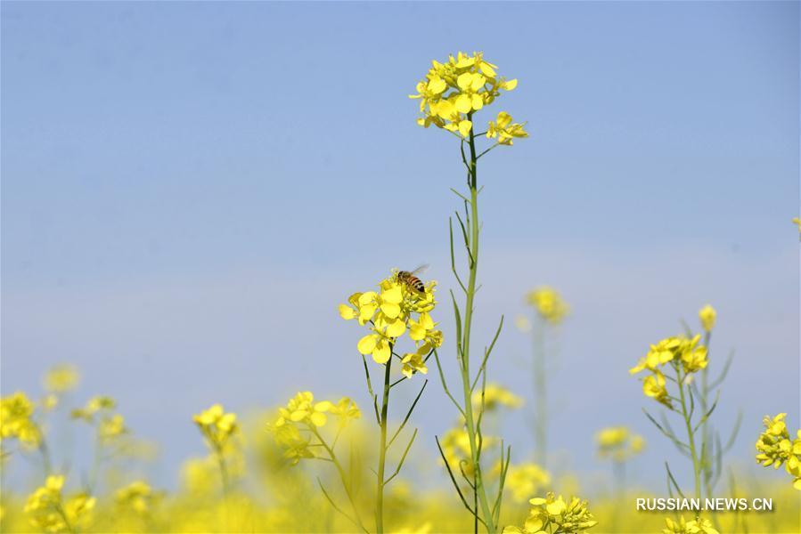 Золотые рапсовые поля во Внутренней Монголии 