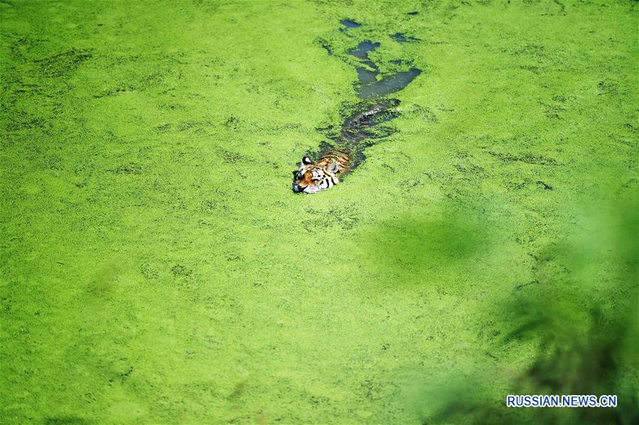 Тигры спасаются от зноя в воде