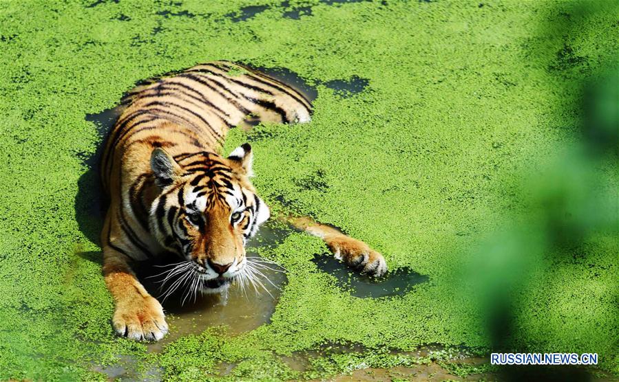 Тигры спасаются от зноя в воде