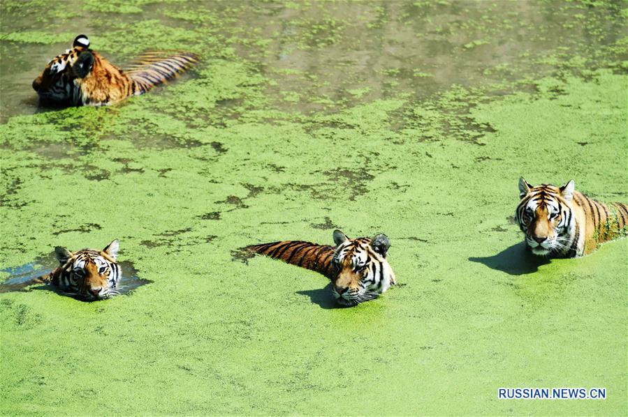 Тигры спасаются от зноя в воде