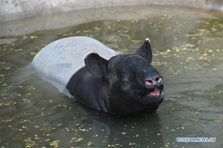 Животные в Пекинском зоопарке спасаются от жары