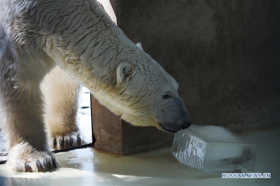 Животные в Пекинском зоопарке спасаются от жары