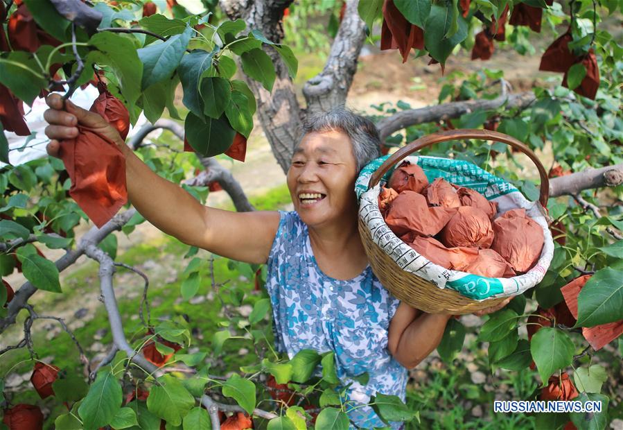 Грушевые плантации стали фундаментом благосостояния для фермеров в Хэбэе  