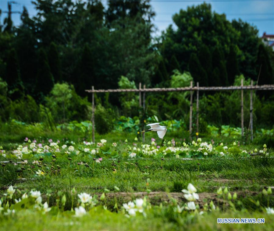 Лотосовый сад в городе Тунсян