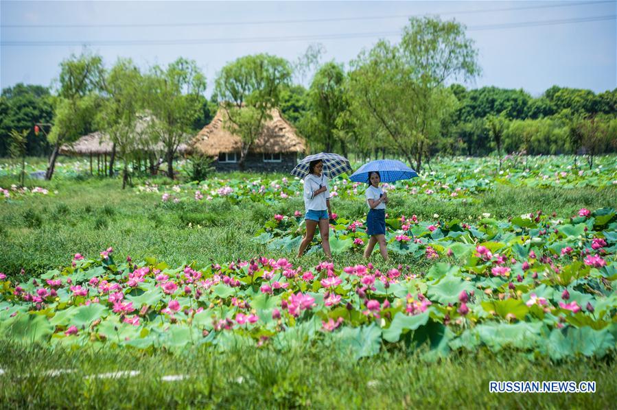 Лотосовый сад в городе Тунсян