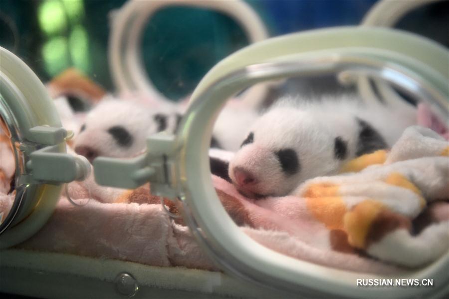 Панд-близнецов из зоопарка Чунцина впервые показали публике
