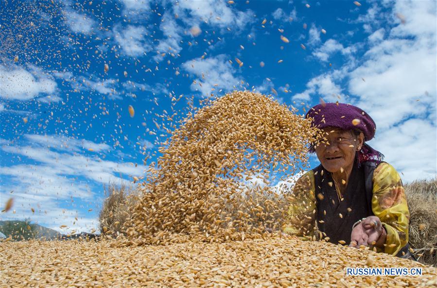 Сбор урожая зерна в Тибетском АР