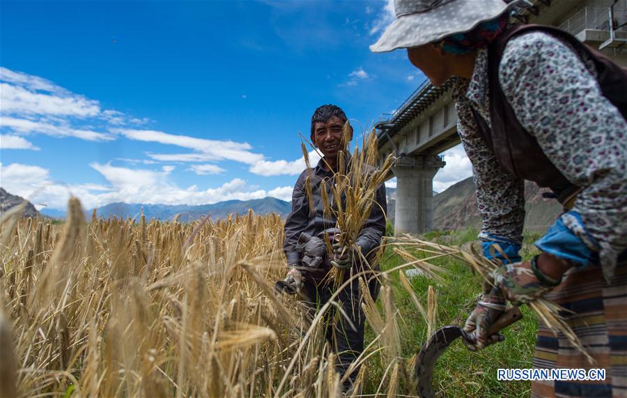Сбор урожая зерна в Тибетском АР