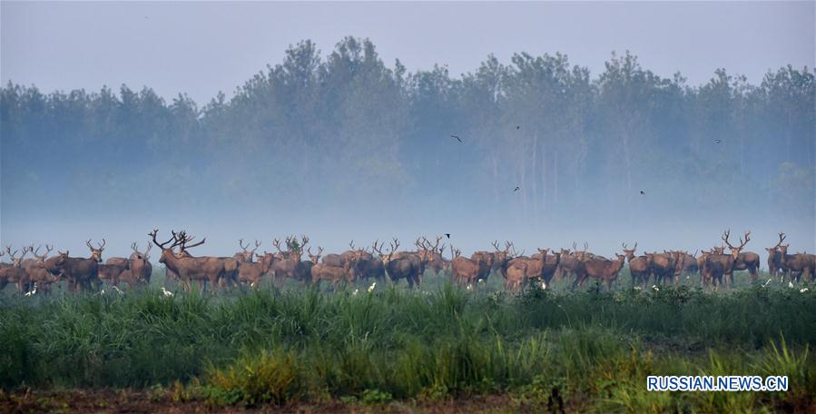 Популяция оленей Давида в заповеднике Тяньэчжоу быстро увеличивается